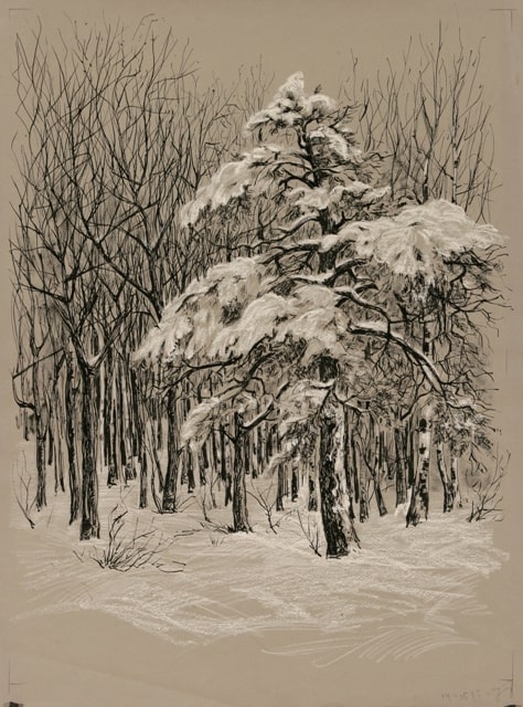 «Сосна под снегом» (Л.И. Шакинко, 1978)